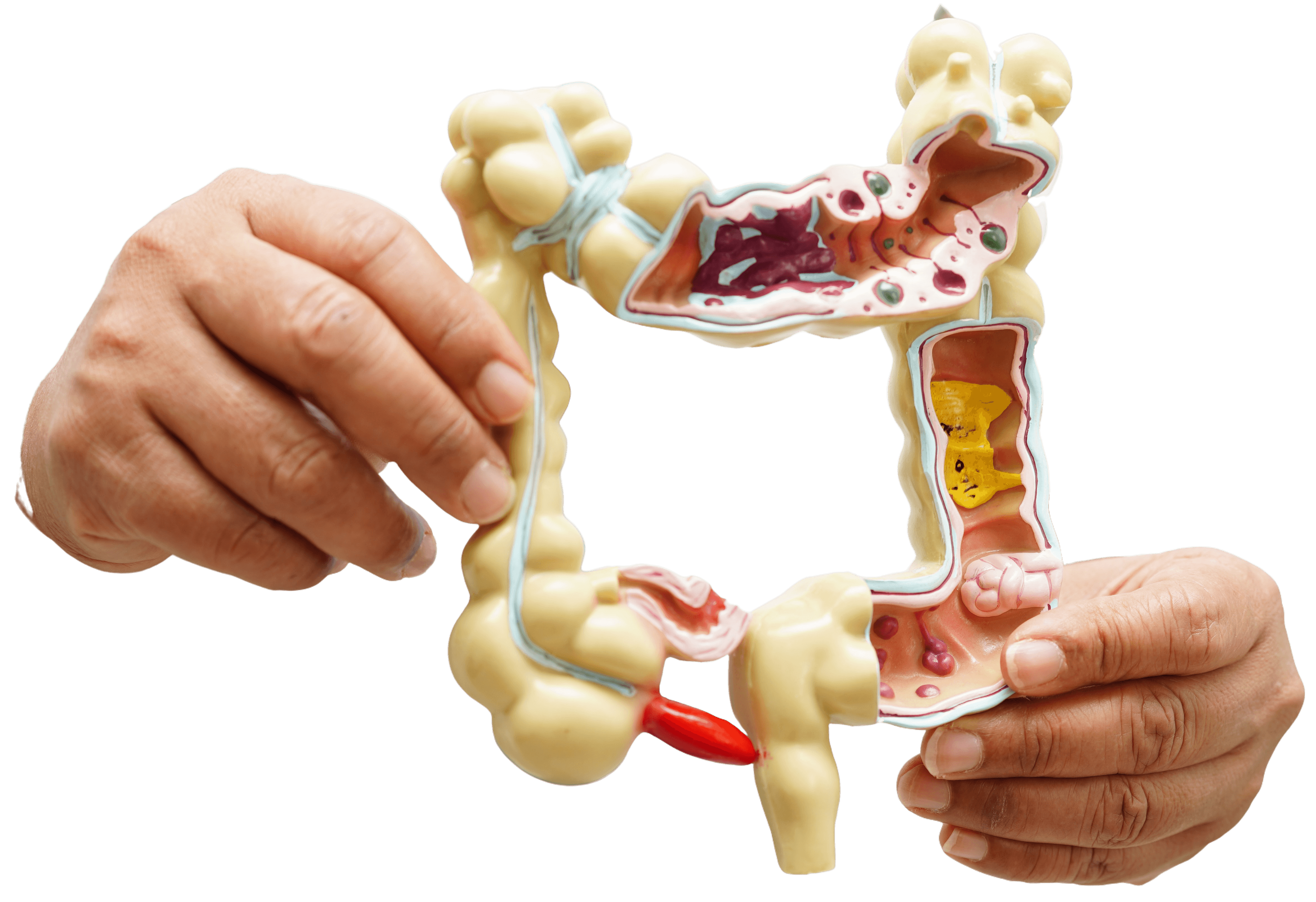 Salud gastrointestinal y metabólica